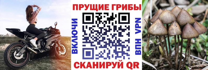 Купить закладки  Братск  Галлюциногенные грибы Magic Shrooms 